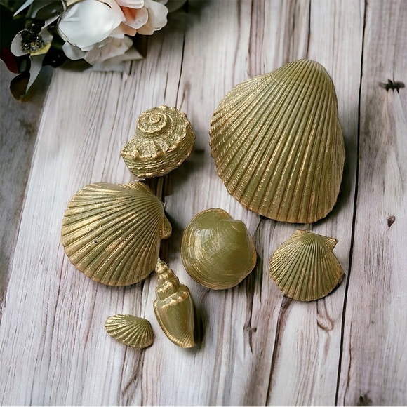7 Striking Natural Shells For Your Beach Decor - Picture 3 of 4